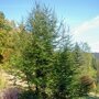 Nothofagus antarctica